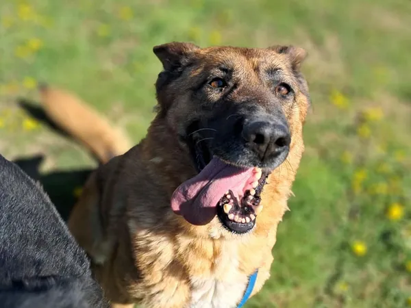 Pies do adopcji, Tatary, 2 września 2022 (4/4)