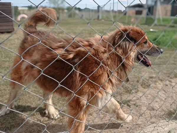 Pies do adopcji, Tatary, 29 kwietnia 2017 (2/5)