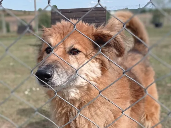 Pies do adopcji, Tatary, 29 kwietnia 2017 (5/5)