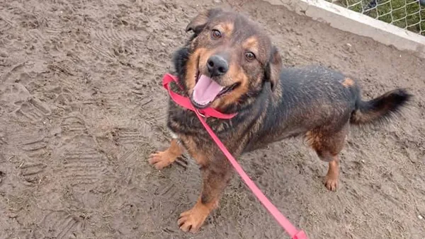 Pies do adopcji, Tatary, 18 czerwca 2019 (1/5)