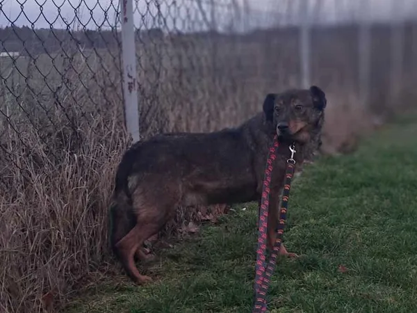 Pies do adopcji, Tatary, 18 czerwca 2019 (4/5)