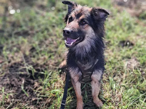 Pies do adopcji, Tatary, 19 września 2022 (3/3)