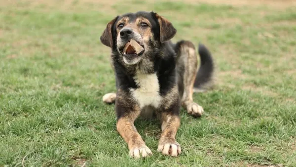 Pies do adopcji, Tatary, 5 października 2022 (1/3)