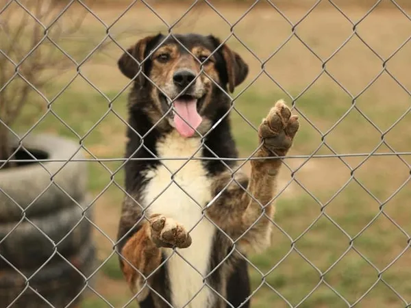 Pies do adopcji, Tatary, 5 października 2022 (2/3)