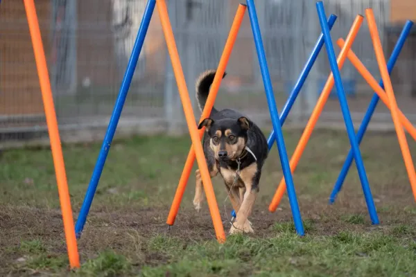 Pies do adopcji, Warszawa, 25 maja 2022 (4/5)