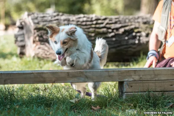 Pies do adopcji, Warszawa, 11 września 2020 (5/5)