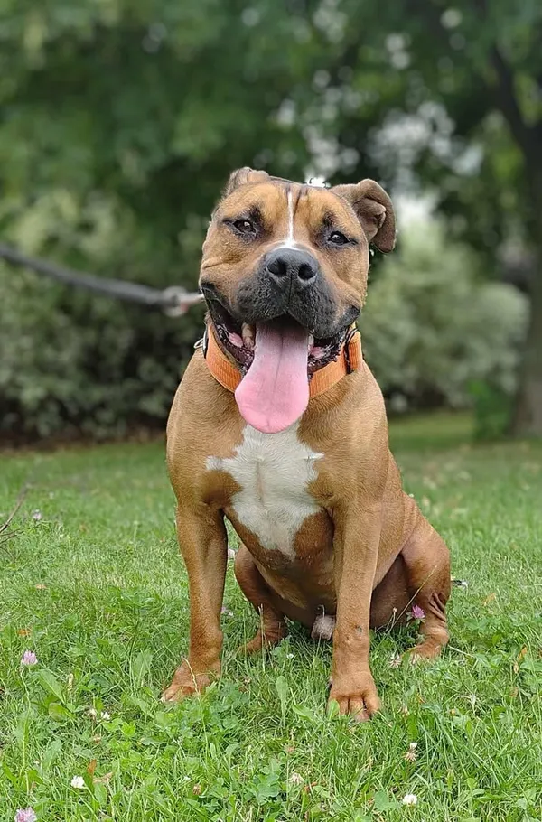 Znaleziono psa, Lublin, 14 sierpnia 2022