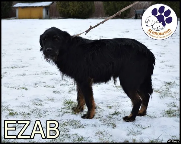 Znaleziono psa, Lublin, 28 lutego 2018 (3/3)