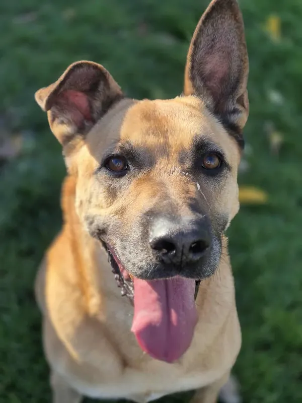 Znaleziono psa, Lublin, 6 października 2019