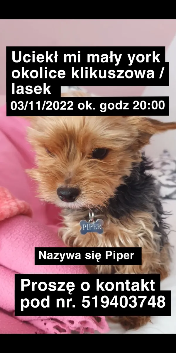 Zaginął pies, Klikuszowa, 4 listopada 2022 (2/2)