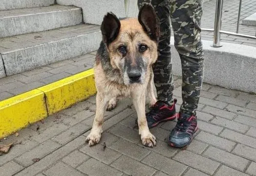 Znaleziono psa, Bydgoszcz, 31 października 2022