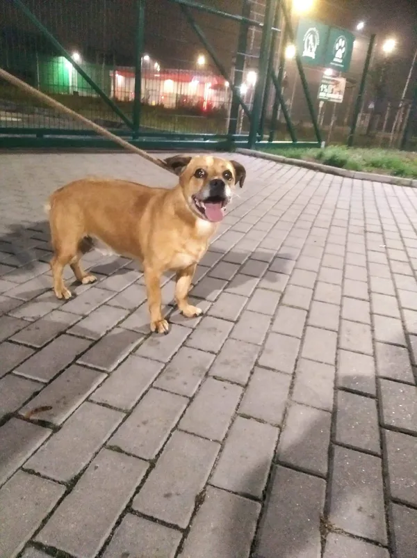 Znaleziono psa, Bydgoszcz, 26 października 2022