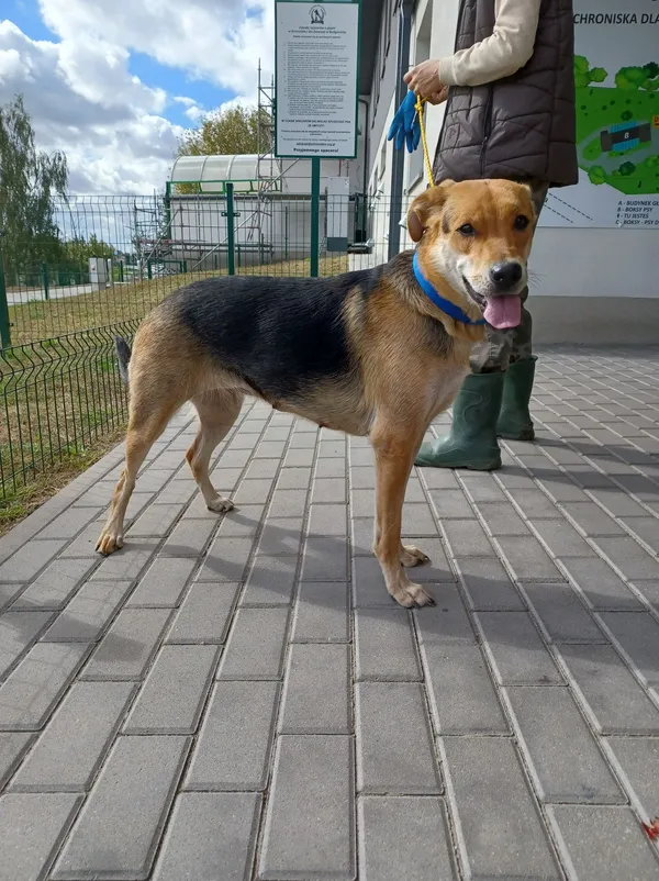 Znaleziono psa, Bydgoszcz, 19 września 2022