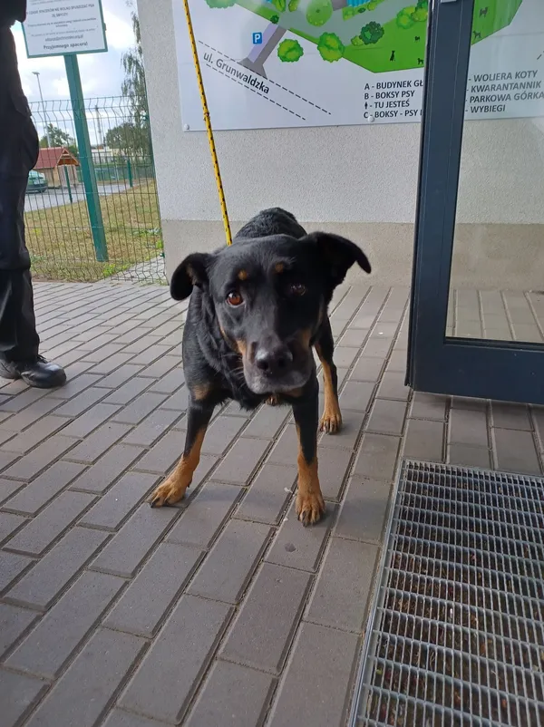 Znaleziono psa, Bydgoszcz, 19 września 2022