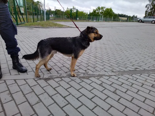 Znaleziono psa, Bydgoszcz, 30 czerwca 2022