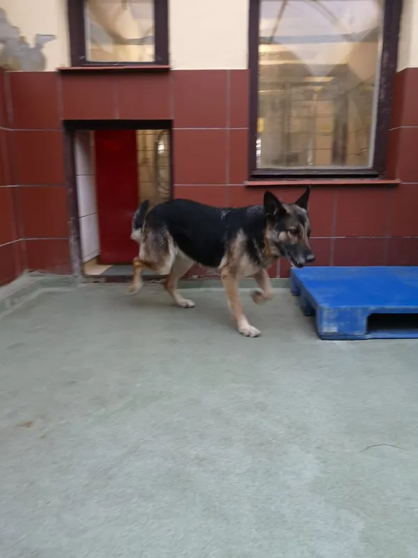 Znaleziono psa, Bydgoszcz, 21 listopada 2021