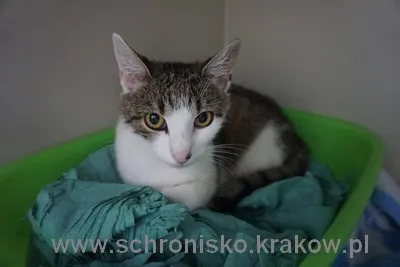 Kot do adopcji, Kraków, 15 lipca 2022