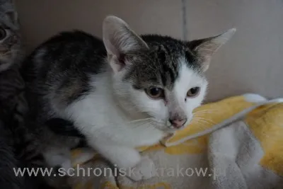 Kot do adopcji, Kraków, 19 września 2022