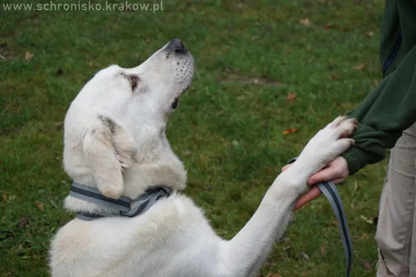 Pies do adopcji, Kraków, 3 sierpnia 2018 (2/5)