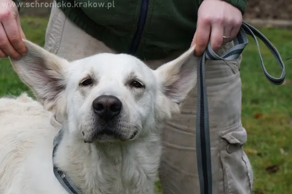 Pies do adopcji, Kraków, 3 sierpnia 2018 (3/5)