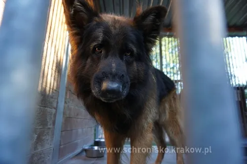 Pies do adopcji, Kraków, 3 września 2020