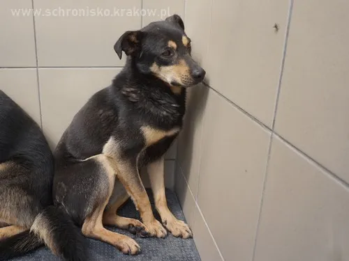 Pies do adopcji, Kraków, 5 czerwca 2022