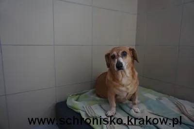 Pies do adopcji, Kraków, 16 czerwca 2022