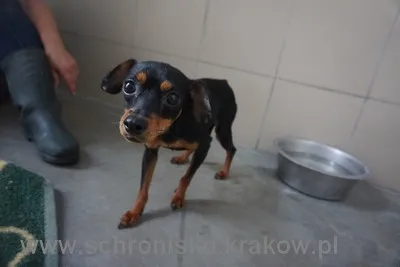 Pies do adopcji, Kraków, 26 lipca 2022