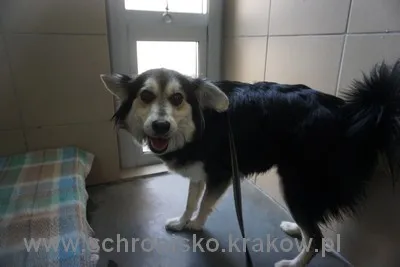 Pies do adopcji, Kraków, 26 sierpnia 2022