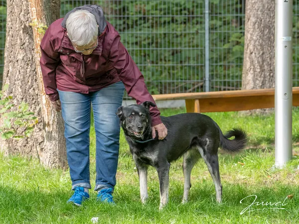 Pies do adopcji, Sopot, 5 października 2022 (1/5)