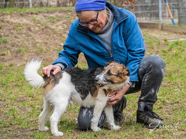 Pies do adopcji, Sopot, 6 lutego 2022 (1/5)