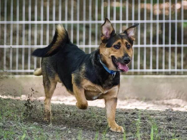 Pies do adopcji, Sopot, 24 czerwca 2019 (4/5)