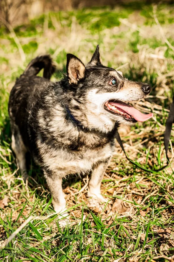 Pies do adopcji, Starogard Gdański, 5 listopada 2018 (2/5)