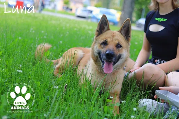 Pies do adopcji, Starogard Gdański, 14 czerwca 2022