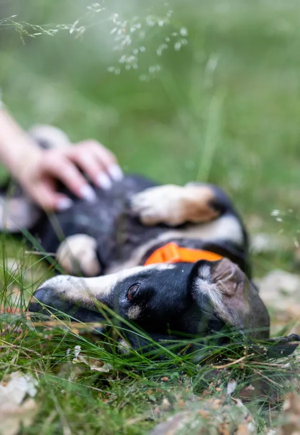 Pies do adopcji, Przyborówko, 5 sierpnia 2022 (1/4)