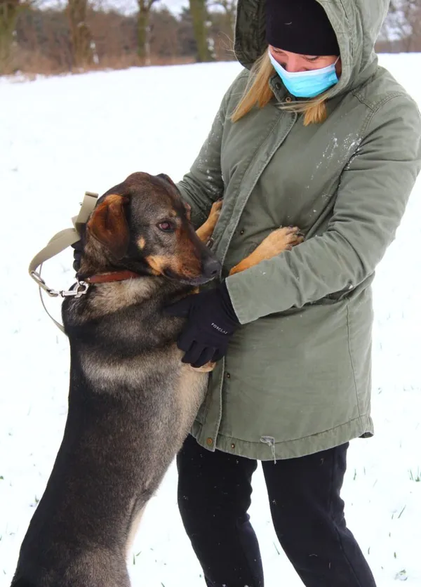 Pies do adopcji, Przyborówko, 12 maja 2025 (2/5)