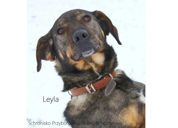 Pies do adopcji, Przyborówko, 12 maja 2025 (3/5)