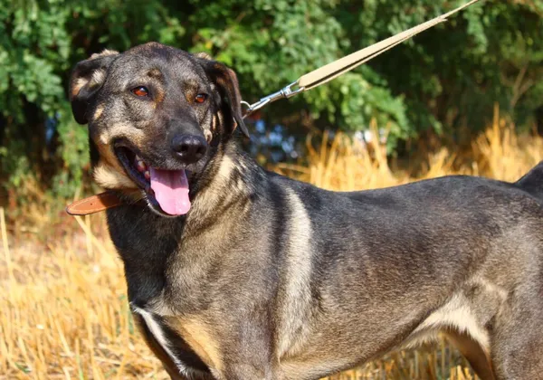 Pies do adopcji, Przyborówko, 12 maja 2025 (4/5)