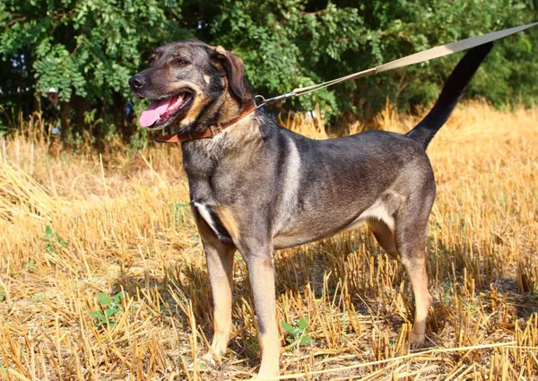 Pies do adopcji, Przyborówko, 12 maja 2025 (5/5)