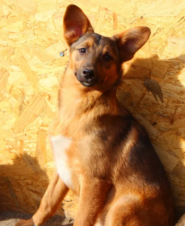Pies do adopcji, Przyborówko, 31 marca 2022 (2/3)