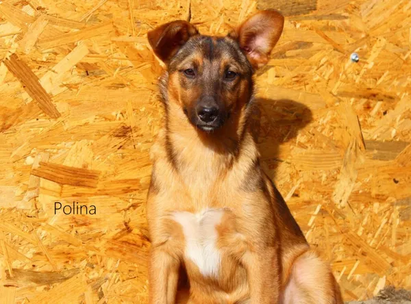 Pies do adopcji, Przyborówko, 31 marca 2022 (3/3)