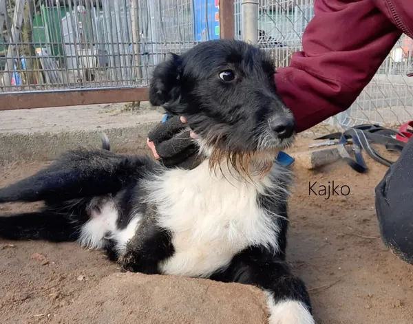 Pies do adopcji, Przyborówko, 30 marca 2022 (1/5)