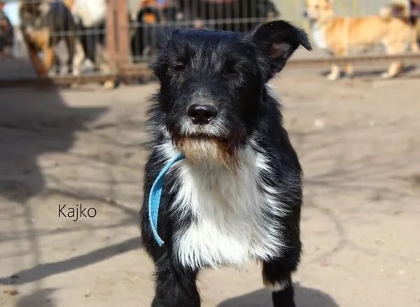 Pies do adopcji, Przyborówko, 30 marca 2022 (5/5)