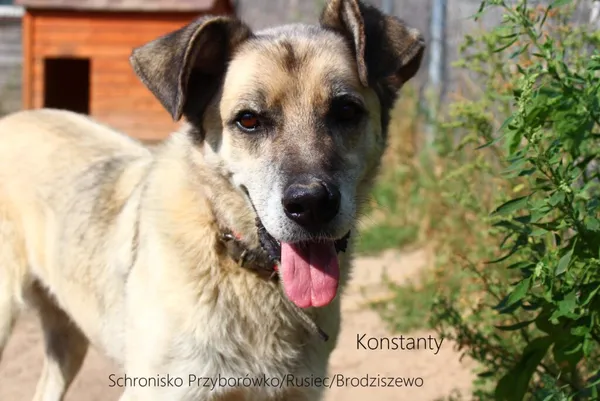 Pies do adopcji, Przyborówko, 21 kwietnia 2024 (4/5)