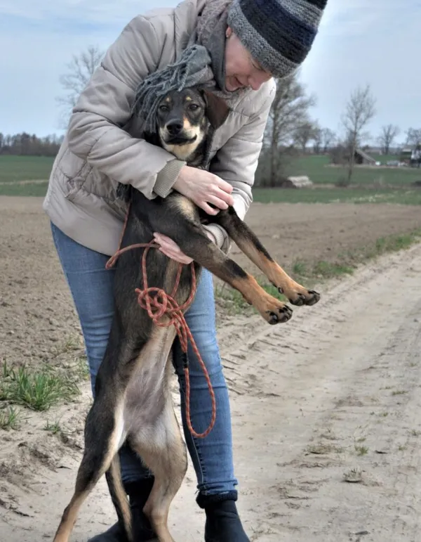 Pies do adopcji, Przyborówko, 17 stycznia 2022 (2/5)