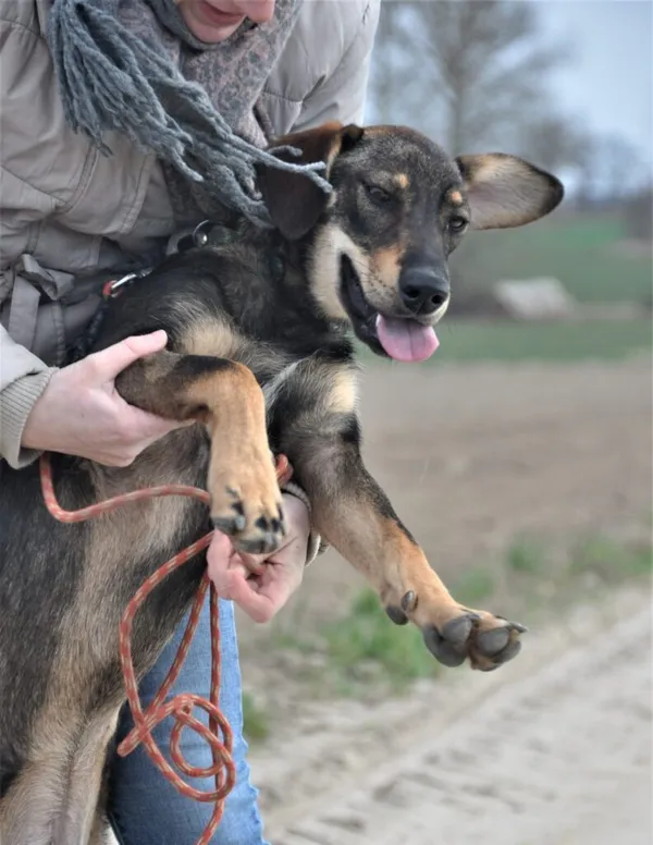 Pies do adopcji, Przyborówko, 17 stycznia 2022 (3/5)