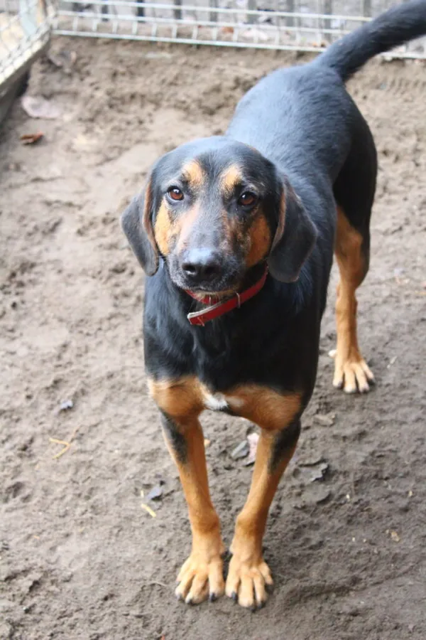 Pies do adopcji, Przyborówko, 14 kwietnia 2025 (1/5)