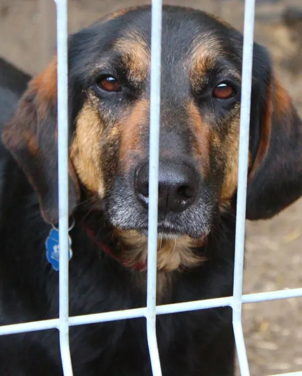 Pies do adopcji, Przyborówko, 14 kwietnia 2025 (5/5)