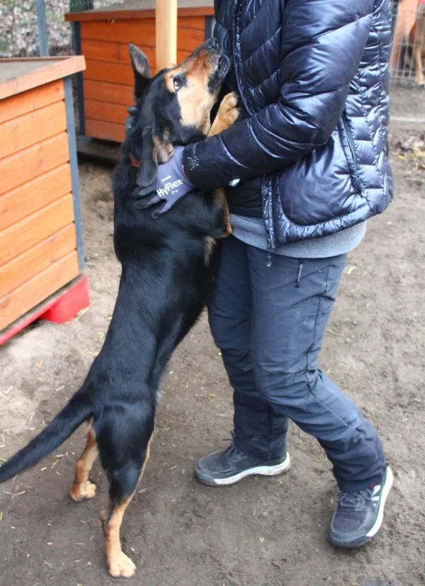 Pies do adopcji, Przyborówko, 6 marca 2023 (1/5)