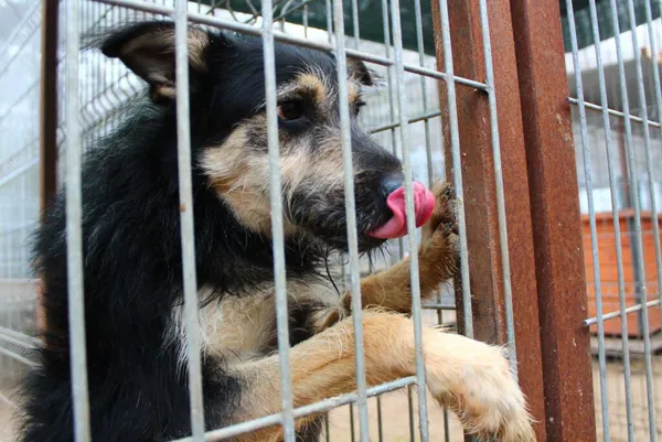 Pies do adopcji, Przyborówko, 12 grudnia 2021 (3/4)